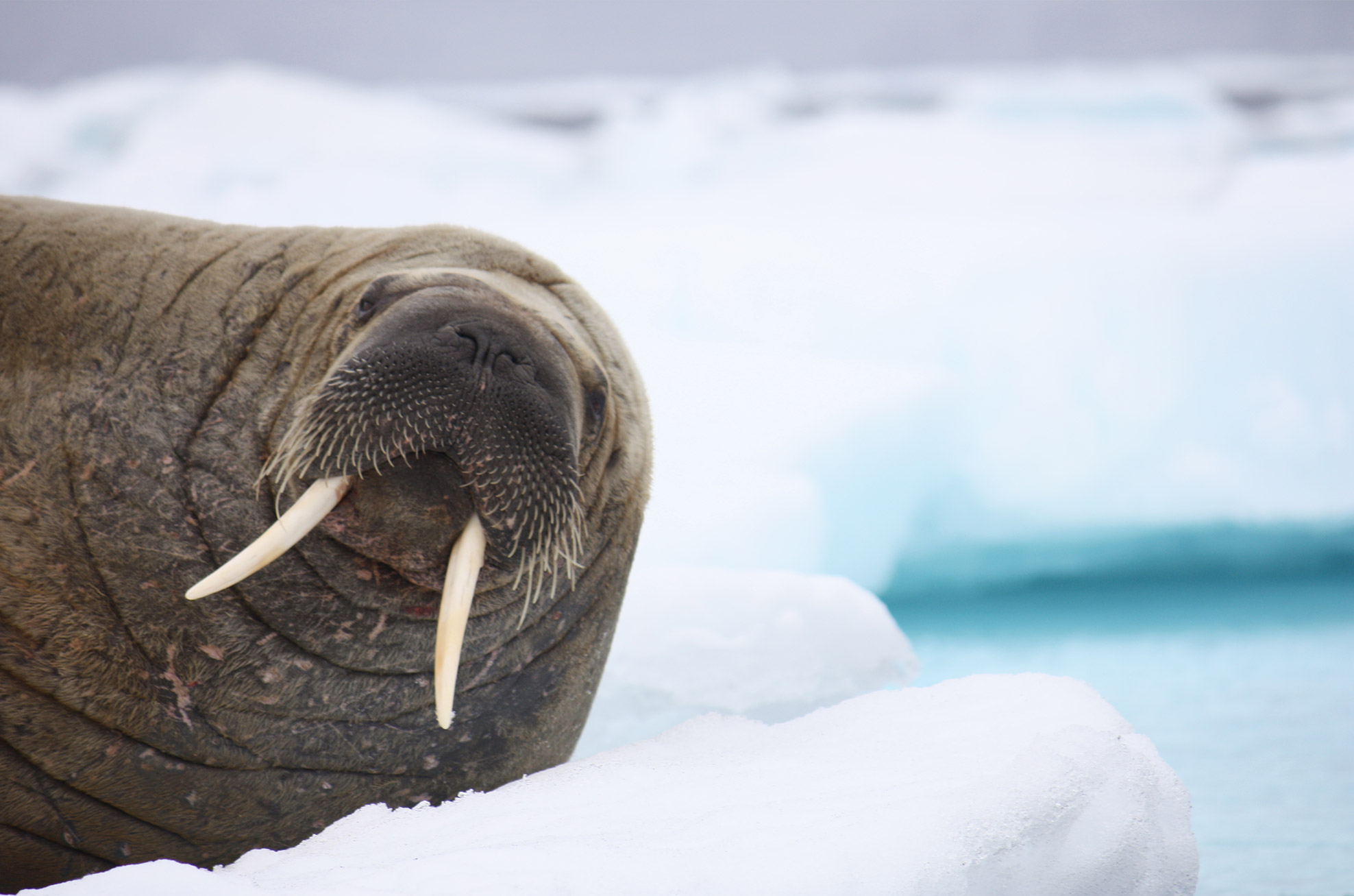 Svalbard-hvalross Svalbard-hvalross